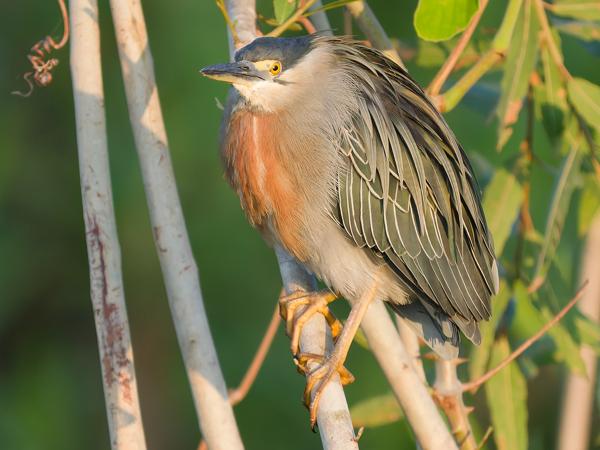 Amerikaanse mangrovereiger (Butorides striata)